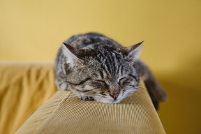 Mittens